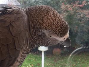 Spy by Phone Number Only